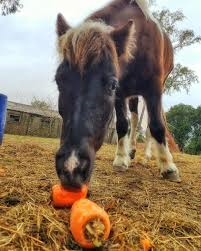 Rescate Equino